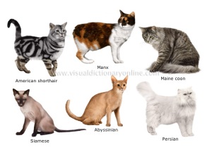 cat-breeds